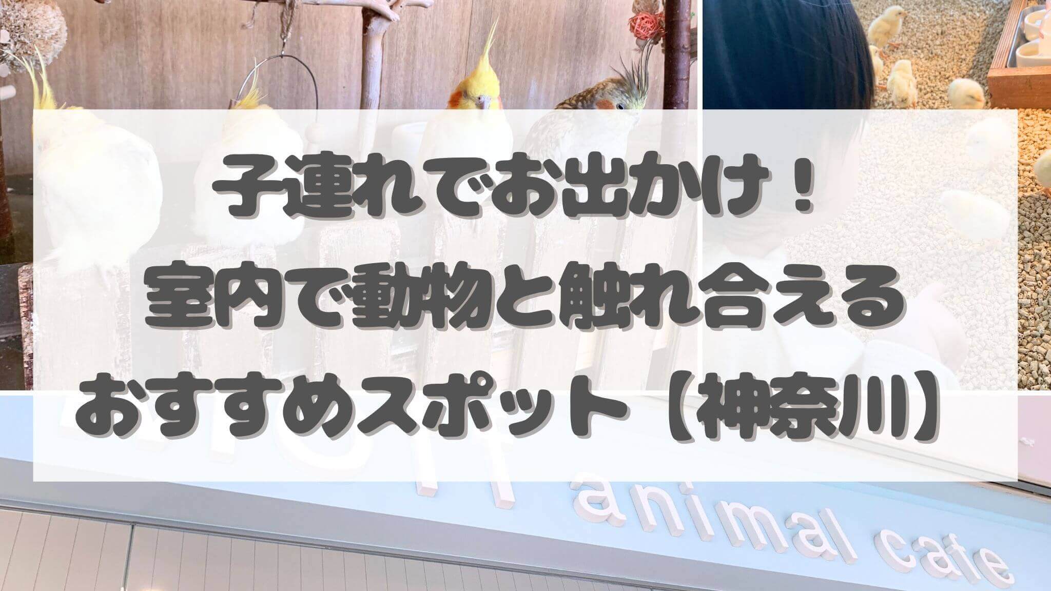 子連れでお出かけ、室内で動物と触れ合えるおすすめスポット神奈川